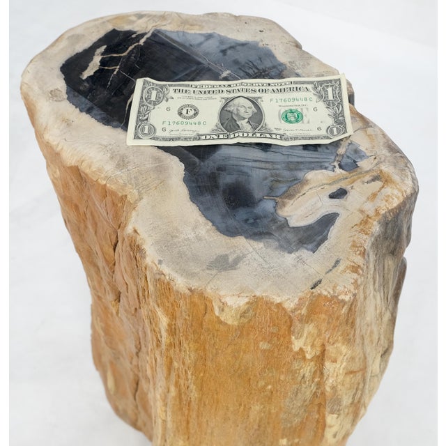 Beige Black Petrified Wood Organic Stomp Shape Stand End Side Table Pedestal For Sale - Image 10 of 10