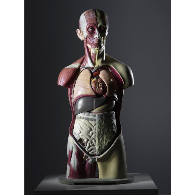 Anatomical Torso Model, East Germany, 1950s For Sale - Image 6 of 9
