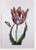 Antique Botanical Print Admiral Van Enkhuizen Tulip by Paul Theodor Van Brussel. featuring a tulip with caterpillar and...