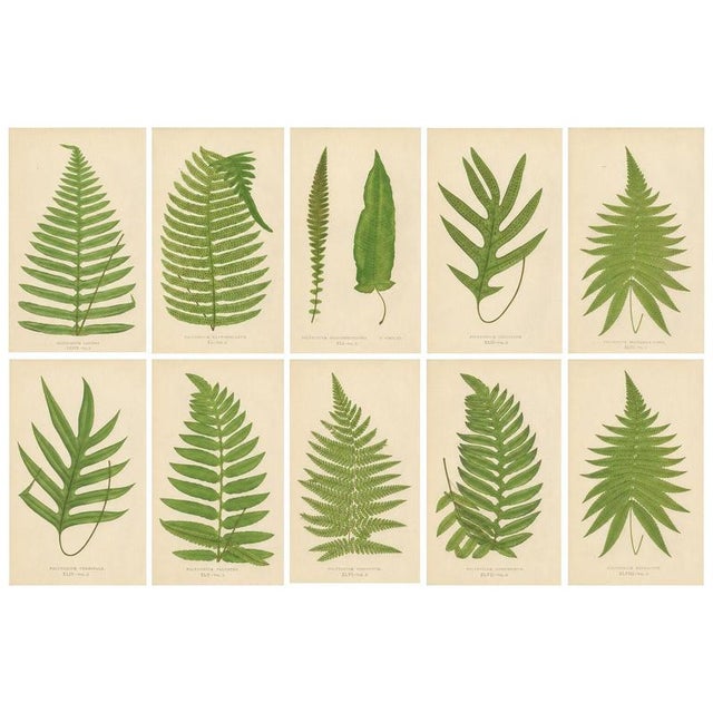 Edward J. Lowe, Tropical Ferns, 1856, Lithographs, Set of 10 For Sale - Image 14 of 14