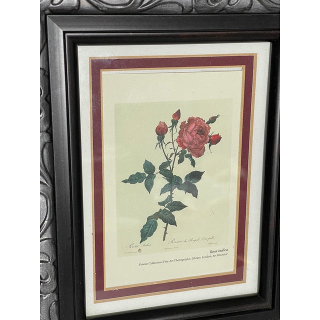 1970s 1970s P.F.Redoute Botanical Print Rosa Indica in Wide Frame For Sale - Image 5 of 6