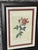 1970s 1970s P.F.Redoute Botanical Print Rosa Indica in Wide Frame For Sale - Image 5 of 6