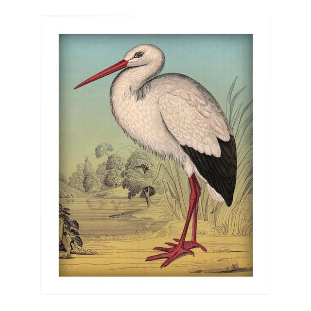 'Standing Stork' Archival Reproduction Print For Sale