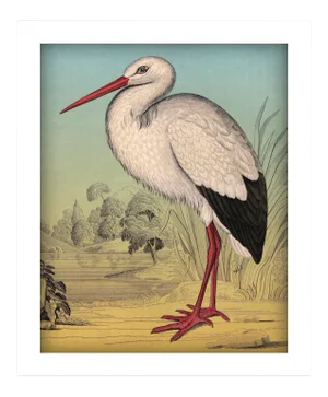 'Standing Stork' Archival Reproduction Print