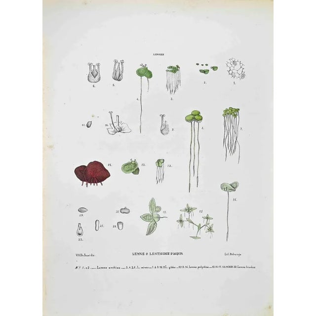 Lithograph hand watercolored. Plate from "Atlante di Botanica popolare ossia Illustrazione di Piante Notevoli di ogni...