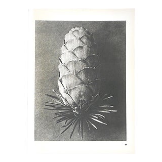 Vintage Botanical Photogravures by Karl Blossfeldt-Extreme Close-Up C.1942-Printed One Side Only For Sale