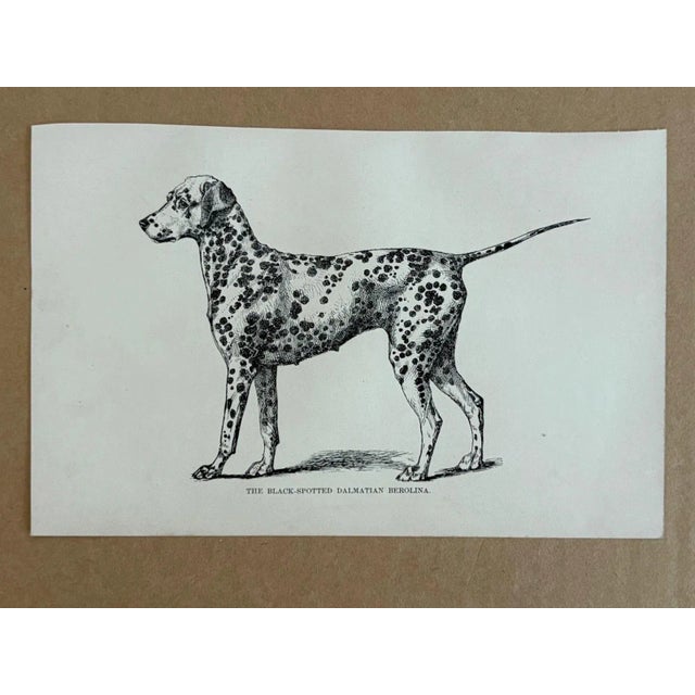Up for sale is this charming antique dog print from a veterinary guide published in the 1890s and illustrating breed...