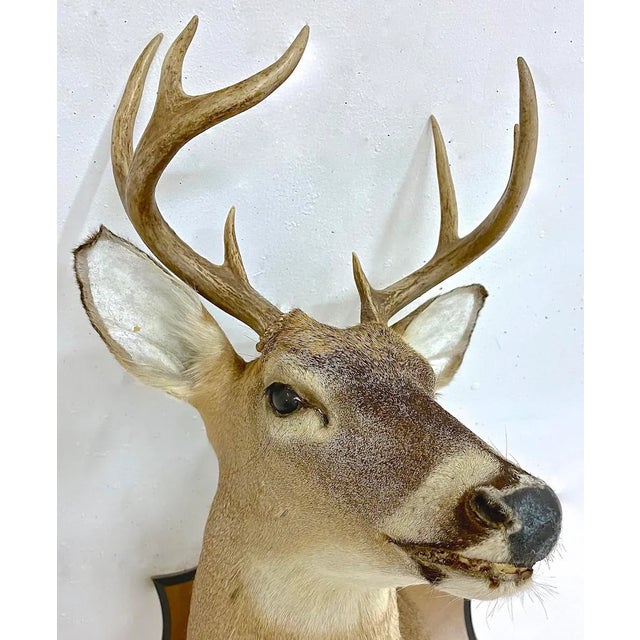 Early 20th Century Whitetail Deer Shoulder Mount For Sale - Image 5 of 9