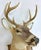 Early 20th Century Whitetail Deer Shoulder Mount For Sale - Image 5 of 9