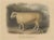 Fairland after W. Nicholson, Ram of the New Leicester Breed, 1841, Lithograph on Paper For Sale - Image 6 of 6