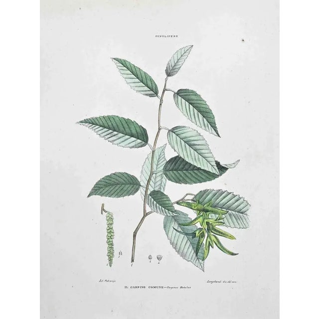 Lithograph hand watercolored. Plate from "Atlante di Botanica popolare ossia Illustrazione di Piante Notevoli di ogni...
