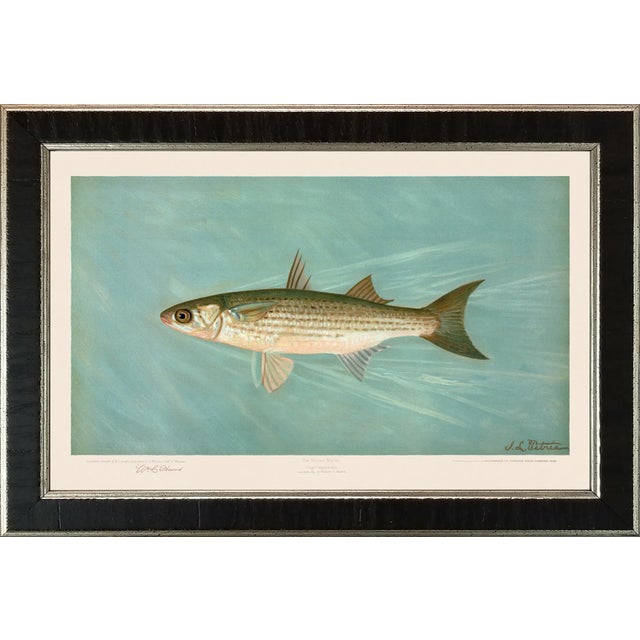 American Fish 32 the Striped Mullet by Harris CFA Edition Giclee Print For Sale In Atlanta - Image 6 of 6