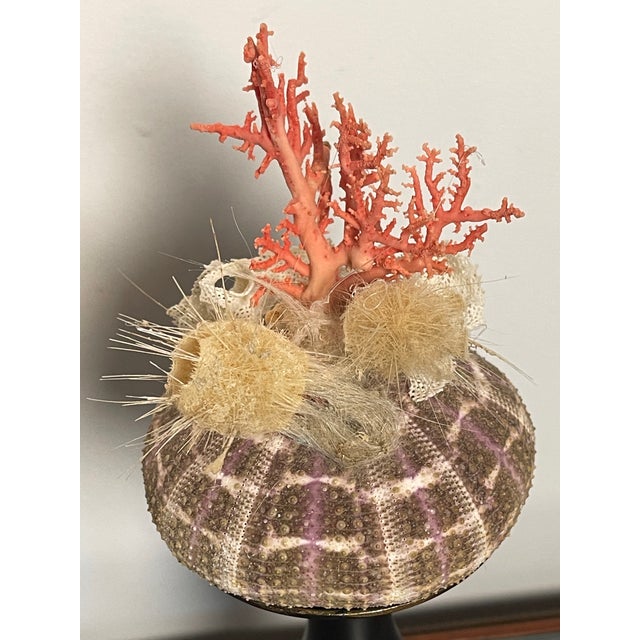1970s Pair Ted Mediterranean Coral Branches on Urchins Assemblage For Sale In Miami - Image 6 of 7