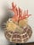 1970s Pair Ted Mediterranean Coral Branches on Urchins Assemblage For Sale In Miami - Image 6 of 7