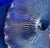 Art Deco 1900s Holophane Glass Shade For Sale - Image 3 of 8