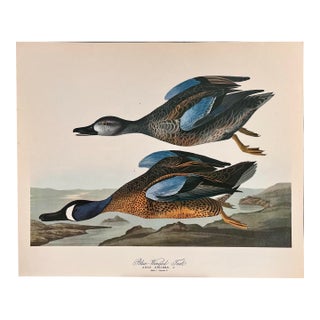 1964 Audubon Folio Lithograph Great Bird Paintings – “Blue Winged Teal” 14x17 For Sale