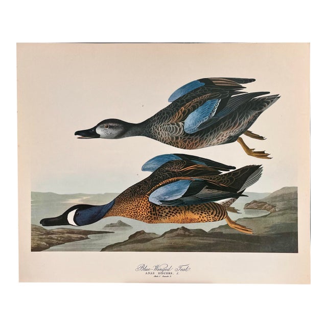 1964 Audubon Folio Lithograph Great Bird Paintings – “Blue Winged Teal” 14x17 For Sale