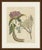 This antique botanical print from bertuch's bilderbuch shows two medicinal plants, galbanum and the hungarian gentian. The...