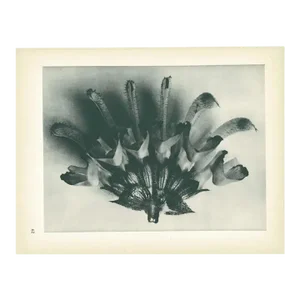 1928 Karl Blossfeldt Original Period Photogravure N62 of Salvia Argentea