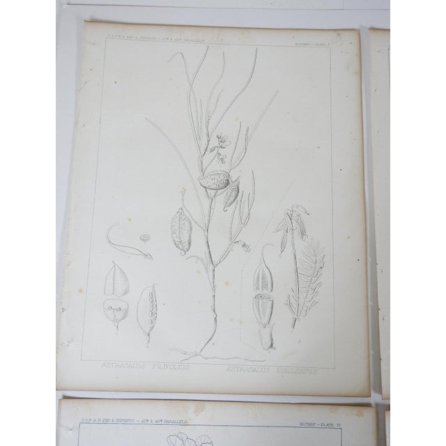 Mid 19th Century Us Pacifc Railroad Botanical Lithograph Book Plate - Set of 6 For Sale - Image 4 of 10