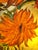 Contemporary Fine Art Sunflowers Hand Painted in Oils With Gold Leaf on Canvas For Sale - Image 6 of 18