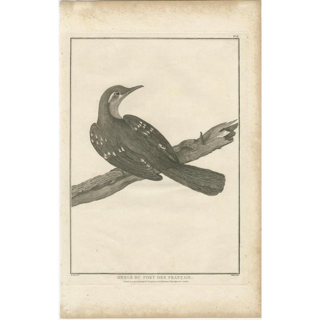 California Birds, 1798, Paper, Set of 2 For Sale - Image 3 of 10