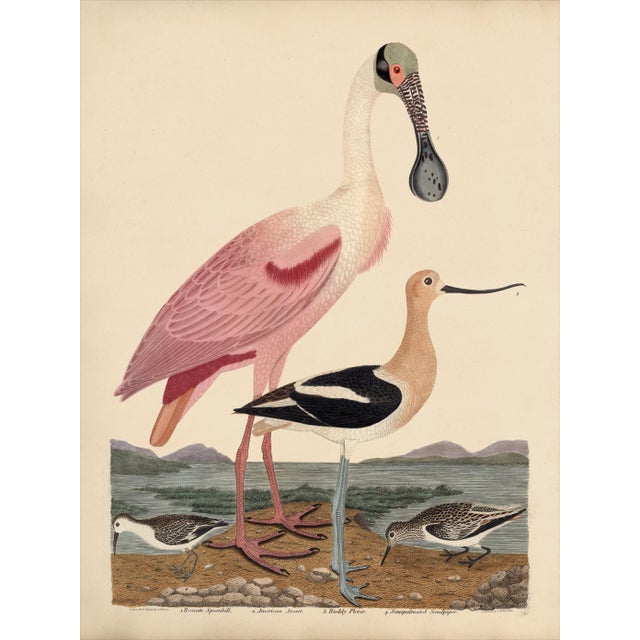 Wilson Pink Spoonbill Print For Sale