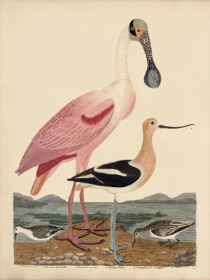 Wilson Pink Spoonbill Print