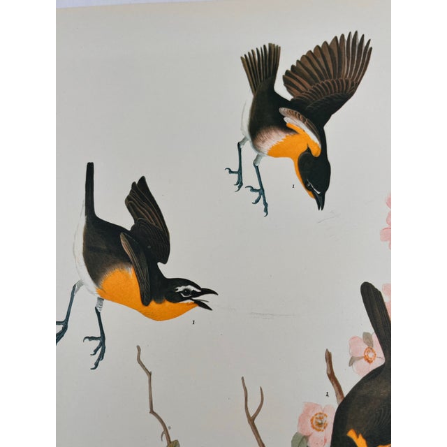 1960s 1964 Audubon Folio Lithograph Great Bird Paintings - "Yellow Breasted Chat" 17x14 For Sale - Image 5 of 5