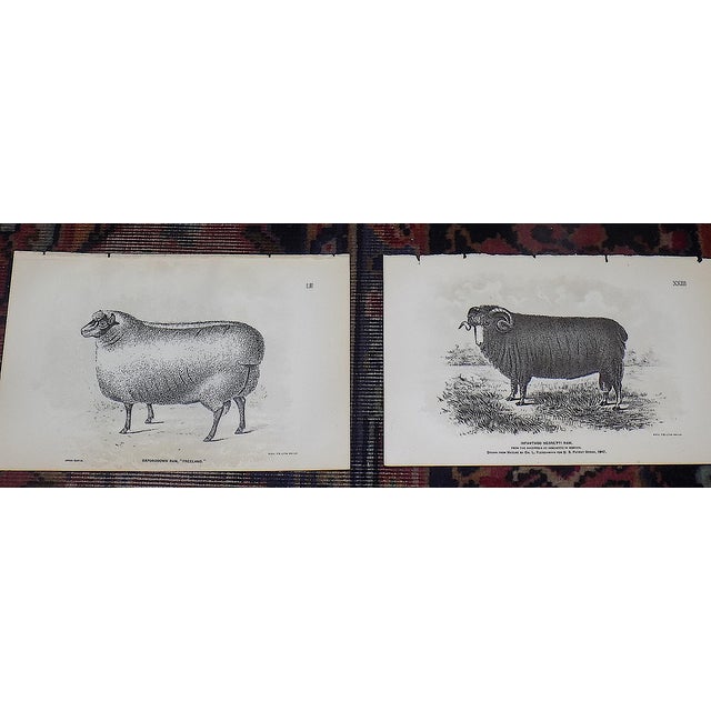 Late 19th Century Authentic Antique 19th Century American Sheep Stone Lithographs - Set of 12 For Sale - Image 5 of 9