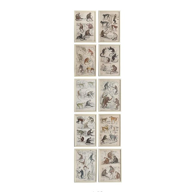 Monkey, 1830s, Paper, Framed, Set of 10 For Sale - Image 12 of 12