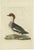Paper Sepp, Houttuyn & Nozeman, Female Merganser Minus Mergus, 1770s, Hand-Coloured Print For Sale - Image 7 of 10