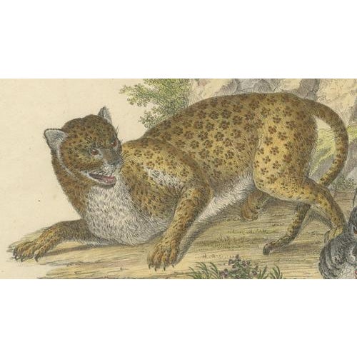 Karl Joseph Brodtmann, Leopard & Panther, 1816, Lithograph For Sale - Image 4 of 9