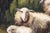 Sheep, 1920s, Oil on Board, Framed For Sale - Image 12 of 16