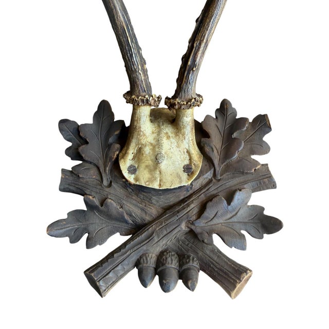 1900 - 1909 Roe Deer Trophy 229 Black Forest Antlers For Sale - Image 5 of 5