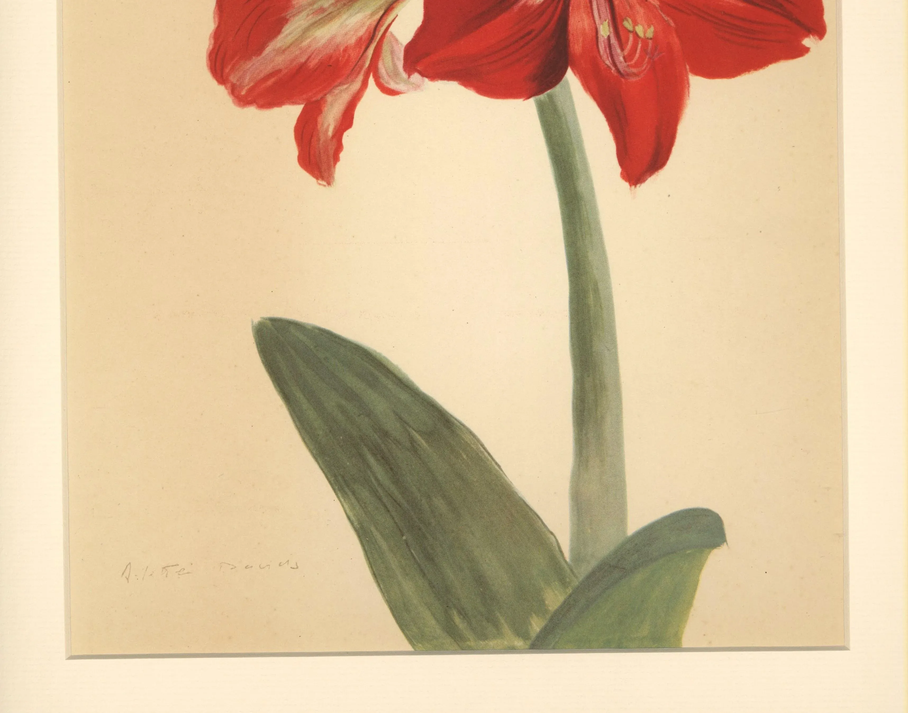 1940-french-botanical-by-