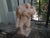 Tan French Terracotta Sculpture Depicting King Kong For Sale - Image 8 of 13