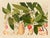 Golden Tropic Botanicals, Giclée Print #5 Reproduction For Sale