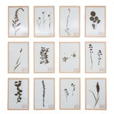 1990s Vintage French Pressed Botanicals, Set of 12 For Sale