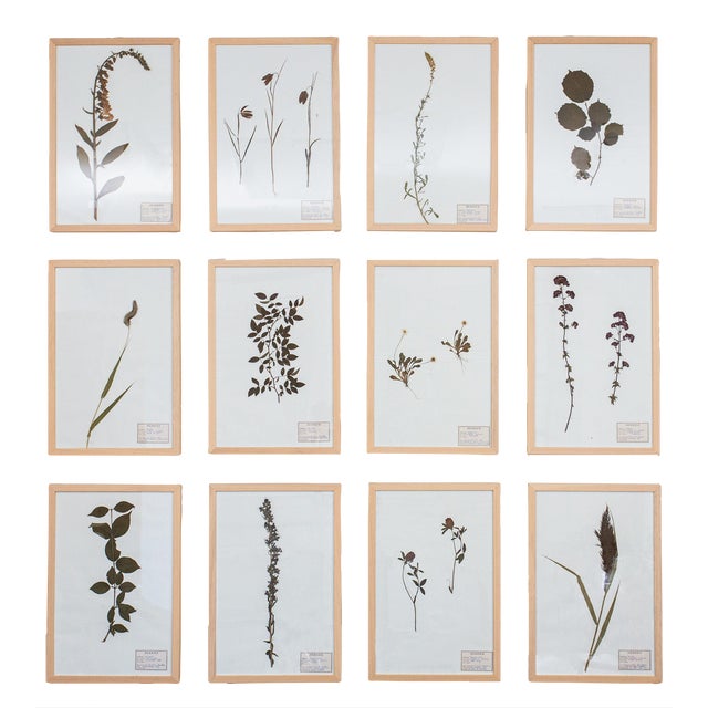 1990s Vintage French Pressed Botanicals, Set of 12 For Sale