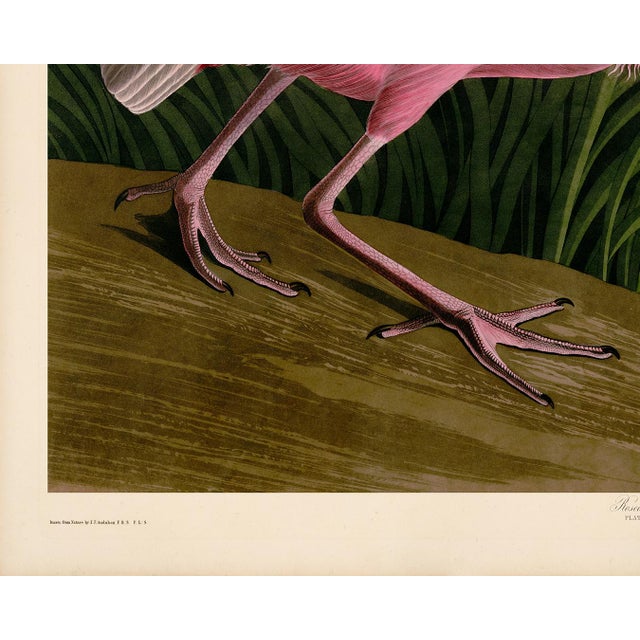 Illustration Audubon Roseate Spoonbill Giclee Print For Sale - Image 3 of 8