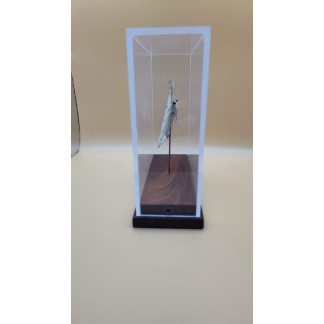 Great Orange Tip Butterfly (Hebomoia Glaucippe) in Shadow Box For Sale In Denver - Image 6 of 7