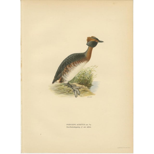 Antique Horned Grebe Bird Lithographs, Podiceps Auritus, 1929, Set of 3 For Sale - Image 4 of 10