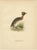 Antique Horned Grebe Bird Lithographs, Podiceps Auritus, 1929, Set of 3 For Sale - Image 4 of 10