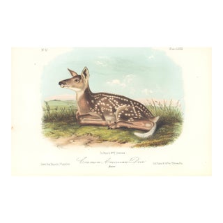 1851 Audubon Quadruped Octavo Lithograph "Plate 81 Common American Deer Fawn" For Sale