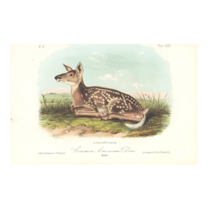 1851 Audubon Quadruped Octavo Lithograph "Plate 81 Common American Deer Fawn"