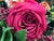 Red Classical Faux Rose + Fruit Floral Arrangement For Sale - Image 8 of 12