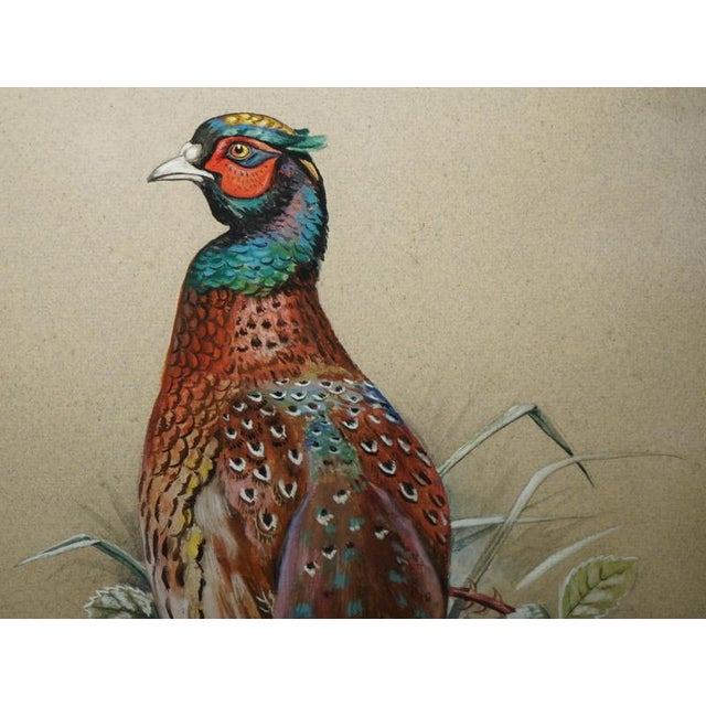 Watercolour painting signed by the artist M Sherborne which is an ornithological study of a Pheasant bird A very nicely...