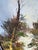 Chestnut Detailed Landscape Oil Painting For Sale - Image 8 of 9