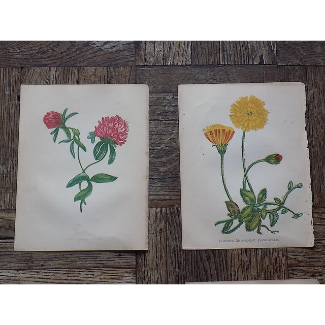 Realism Antique 19th Century Anne Pratt Botanical Chromolithographs - Set of 12 For Sale - Image 3 of 10